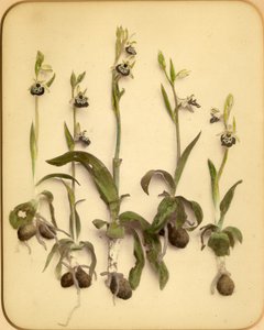 Orchidée sauvage, années 1870 - Pietro Guidi